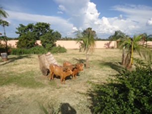 Miniatura 32